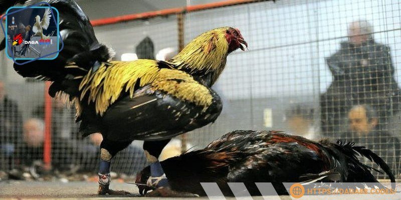 Giao diện kèo cược tại DAGA88