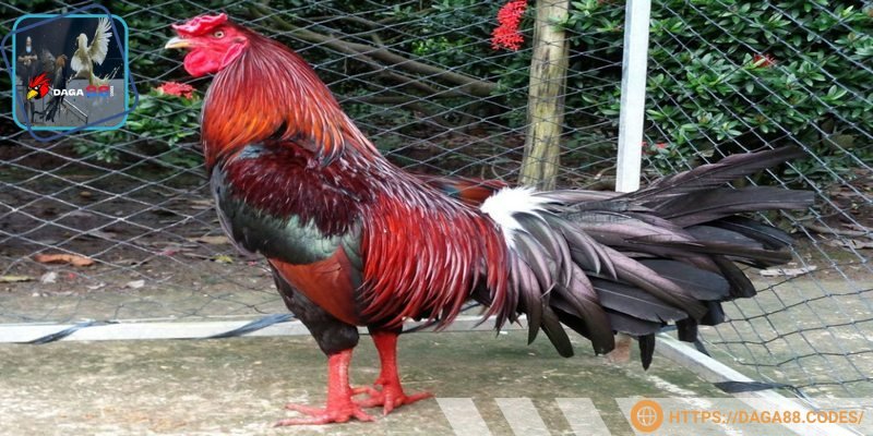 Kinh nghiệm dân gian cho phép chọn màu gà dễ mang lại may mắn