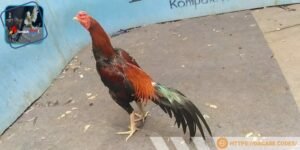 Mỗi màu sắc của kê chiến tương ứng với hành và mệnh khác nhau