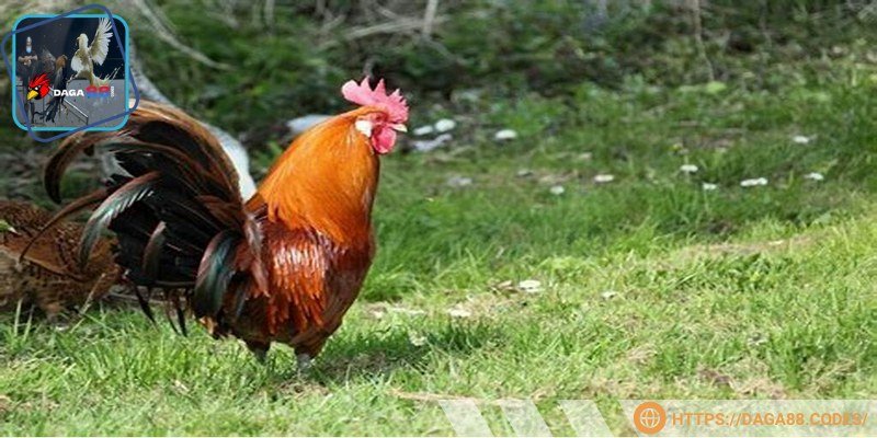 Nên ưu tiên chốt cho kê thủ thiện chiến hơn