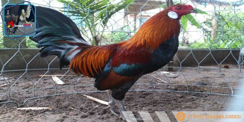 Cần phân tích nhiều yếu tố mới biết đá gà màu gì tốt nhất