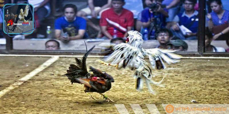 Người hâm mộ yêu đá gà vì sự tiện lợi và hấp dẫn