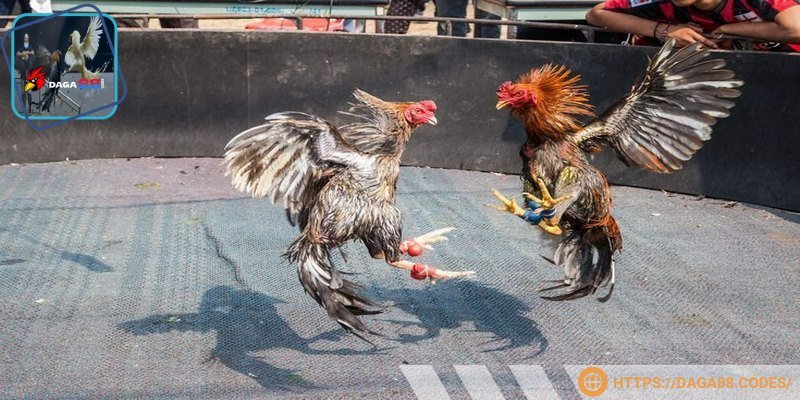 Những trận gà tiền tỷ chắc chắn không thể tầm thường