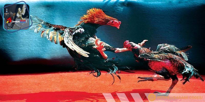 Anh em cần phải thực hiện đúng để tham gia chuẩn