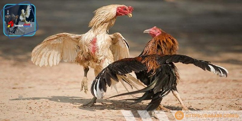 Ngoài ra còn giúp chiến kê giảm đau