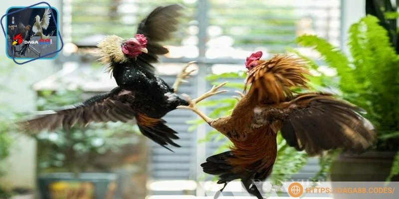 Nhờ các thành phần trong thuốc giúp chiến kê phục hồi nhanh