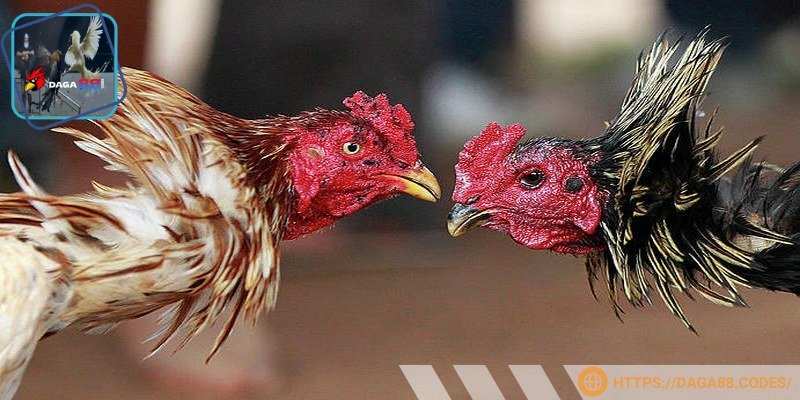 Sau khi dùng hã theo dõi phản ứng của chiến kê