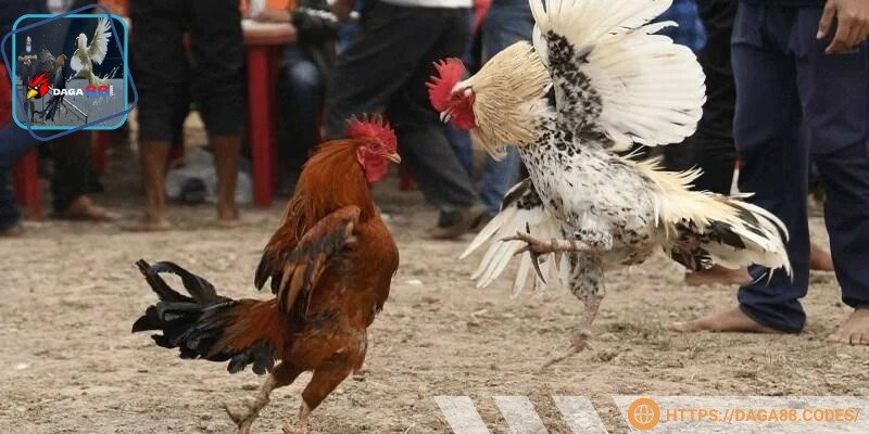 Thành phần chính gồm vitamin B12, taurine giúp tăng trao đổi chất