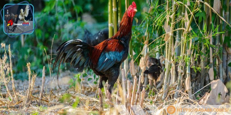 Thuốc chích gà đá đang trở thành vũ khí tối ưu nhất