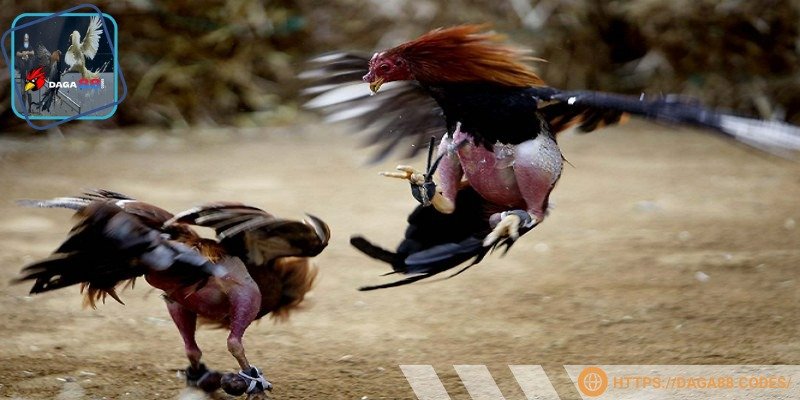 Ưu tiên các chiến kê mạnh mẽ, gây sát thương lớn