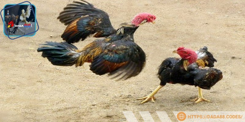 Sư kê không nên bỏ qua yếu tố da, cơ ngực