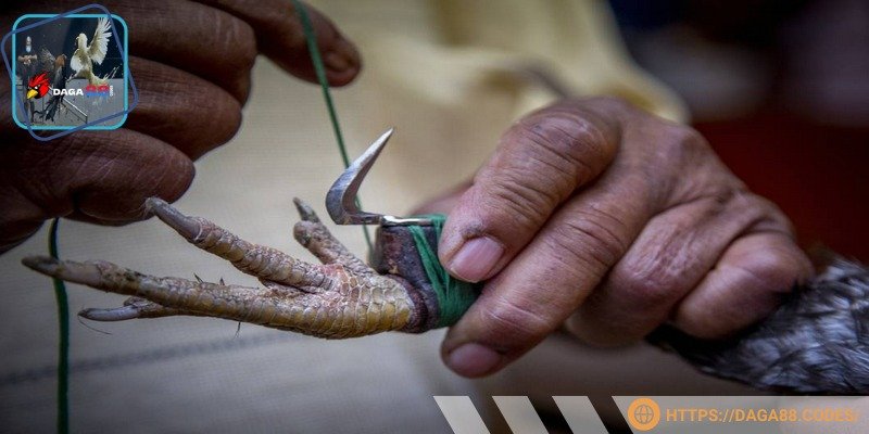 Đánh giá dáng chân của các chiến kê