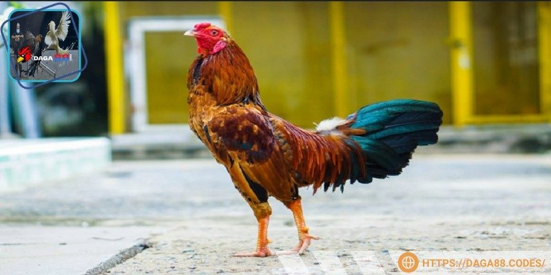 Cần lưu ý tới giống loài để nhận định chiến kê