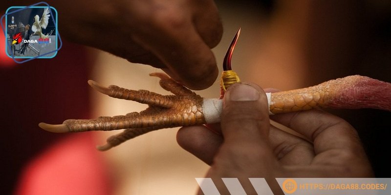 Xem chân gà đá cựa sắt là yếu tố quan trọng