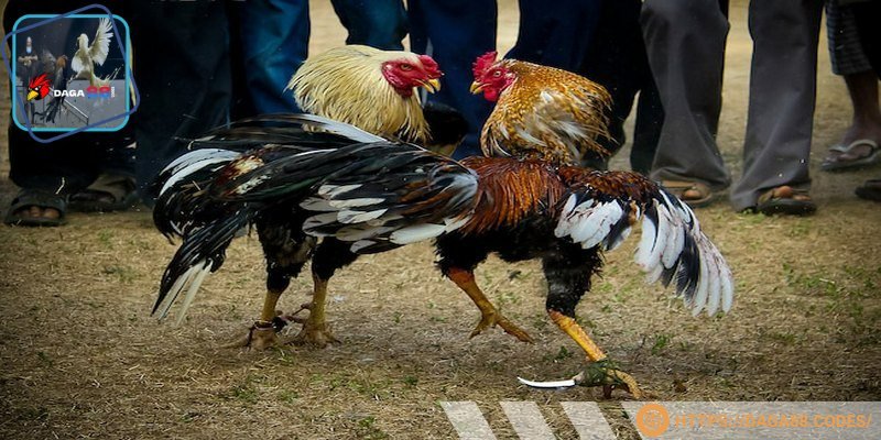 Ngoài hình dạng, sư kê cần chú ý vị trí vảy